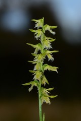 Genoplesium morrisii