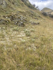 Celmisia spectabilis magnifica