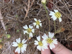 Hemizonia congesta luzulifolia