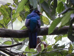 Trogon mesurus