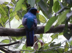 Trogon mesurus
