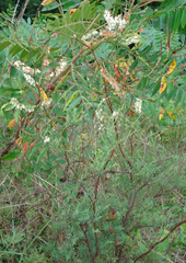 Polygonella americana