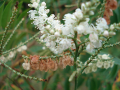 Polygonella americana