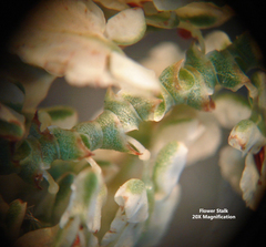 Polygonella americana