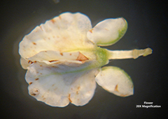 Polygonella americana