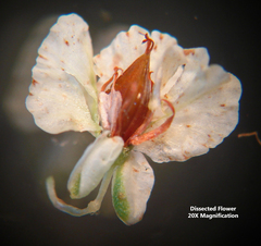 Polygonella americana
