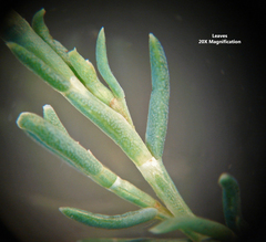 Polygonella americana