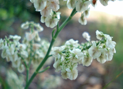 Polygonella americana