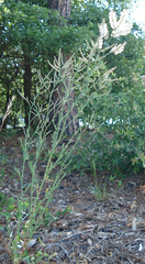 Polygonella americana