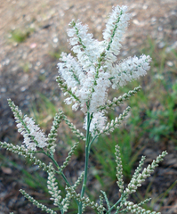 Polygonella americana