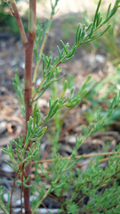 Polygonella americana