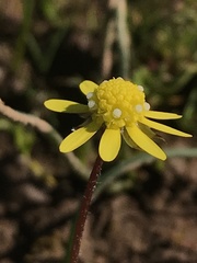 Blennosperma nanum