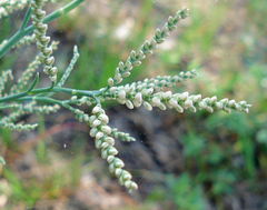 Polygonella americana