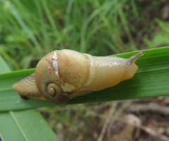 Sheldoniinae