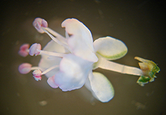 Polygonella americana