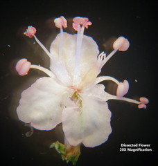 Polygonella americana
