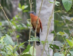 Coccyzus lansbergi