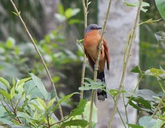 Coccyzus lansbergi