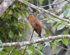 Coccyzus lansbergi