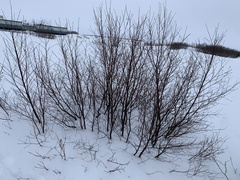 Betula glandulosa