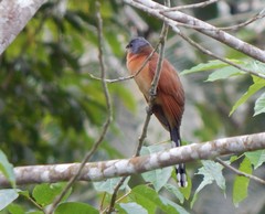 Coccyzus lansbergi