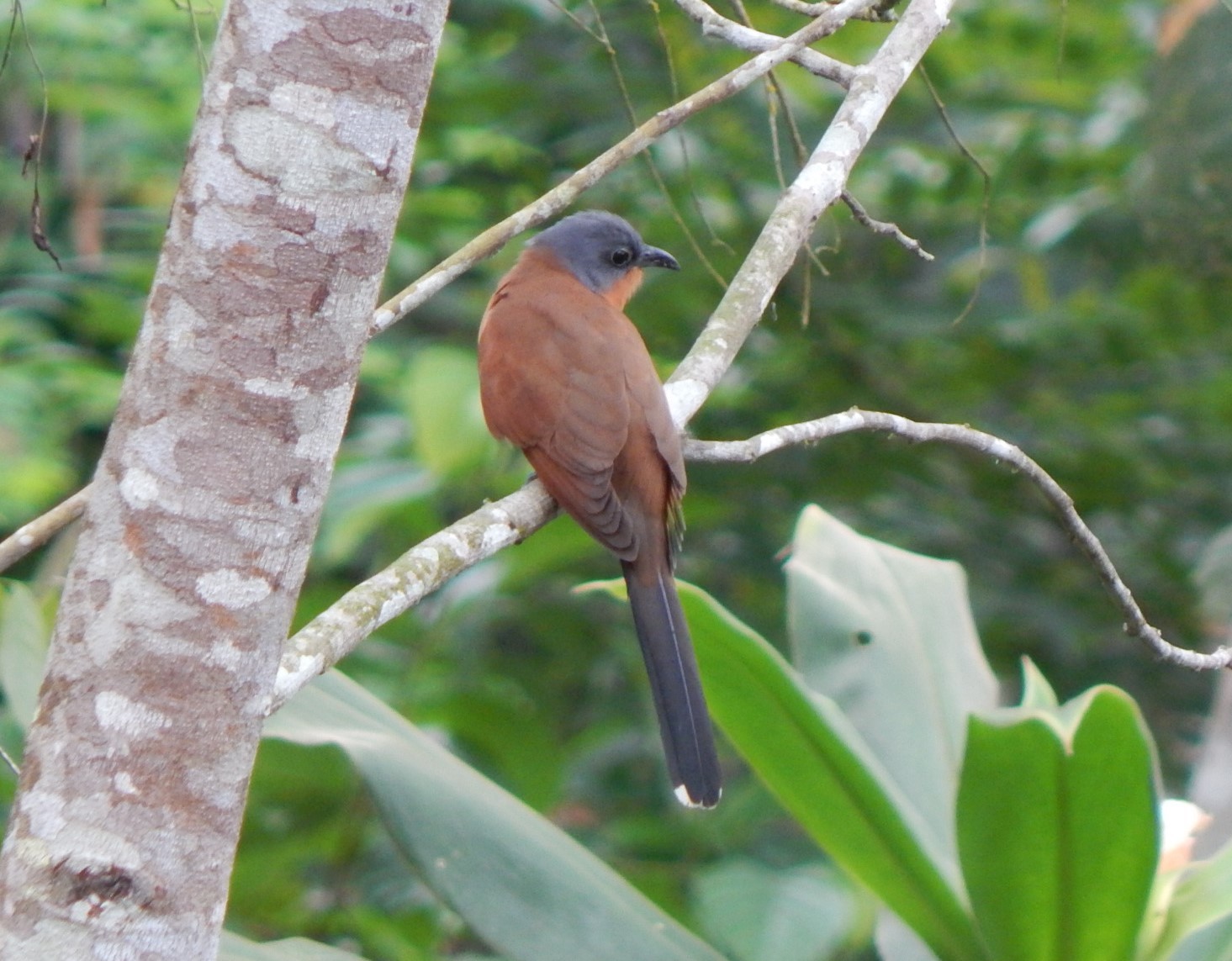 Grey-capped Cuckoo illustration