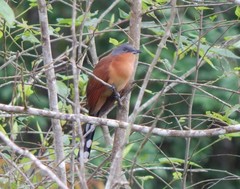 Coccyzus lansbergi
