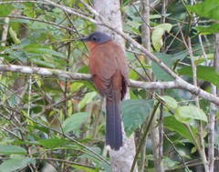 Coccyzus lansbergi