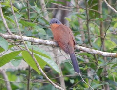 Coccyzus lansbergi