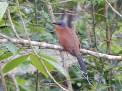 Coccyzus lansbergi