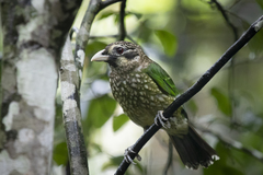 Ailuroedus maculosus