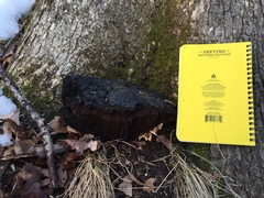 Phellinus everhartii