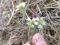Hemizonia congesta luzulifolia