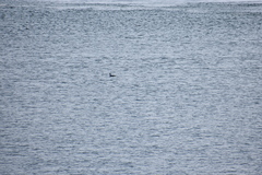 Gavia immer image