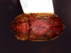 Epuraea rufa