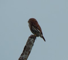 Glaucidium peruanum