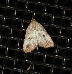 Tolpiodes oligolasia