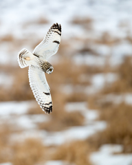 Short-Eared Owl photo 6