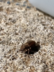 Pachyrhinus cinereus