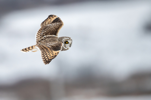 Short-eared Owl photographed in New York