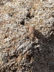 Pachyrhinus cinereus