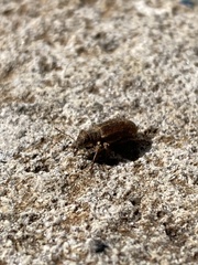 Pachyrhinus cinereus
