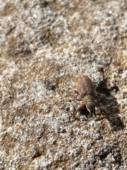 Pachyrhinus cinereus
