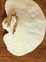 Trametes elegans