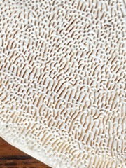 Trametes elegans