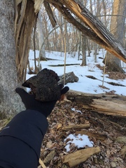 Phellinus everhartii