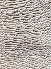 Trametes elegans