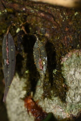 Lepanthes mucronata
