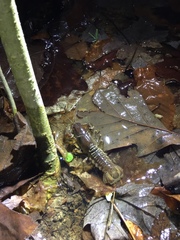 Lacunicambarus thomai