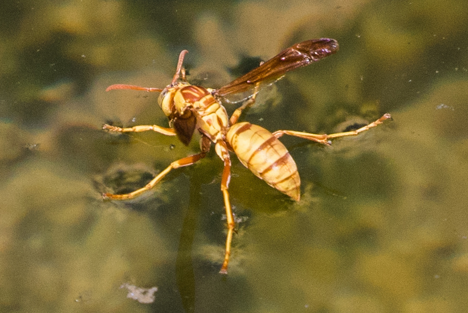 Golden Paper Wasp from Sunbeam Lake on September 2, 2020 at 01:29 PM by ...